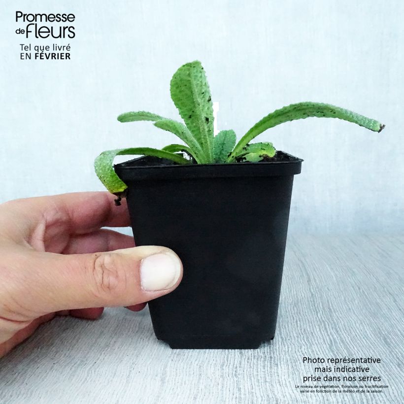 Esemplare di Borago pygmaea - Borragine di Sardegna Vasetto da 8/9 cm come consegnato in autunno