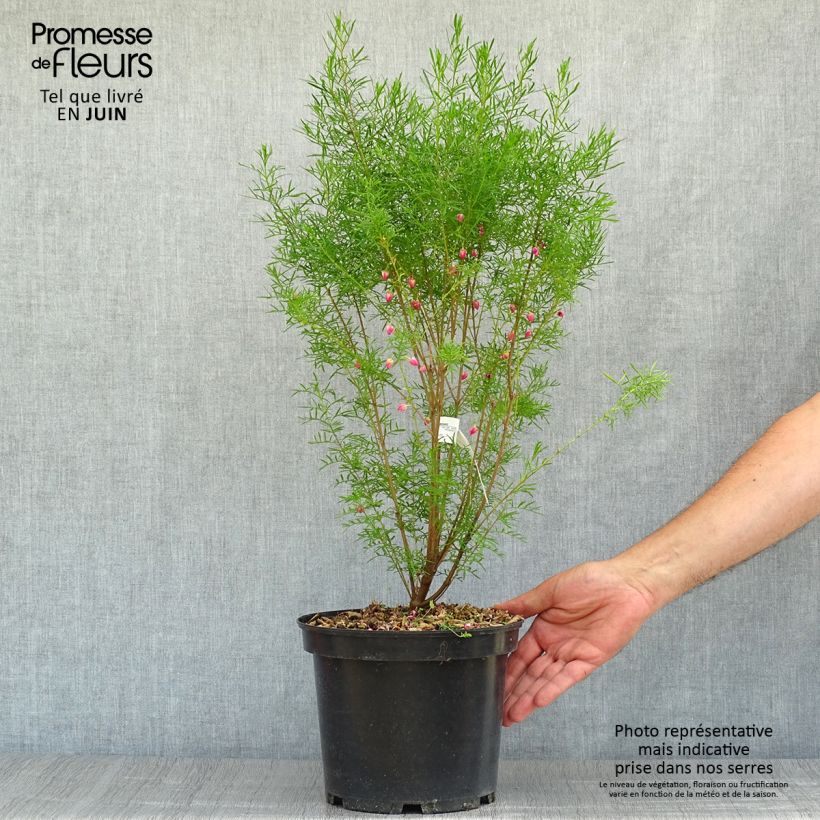 Esemplare di Boronia heterophylla Vaso da 3L/4L consegnato in estate