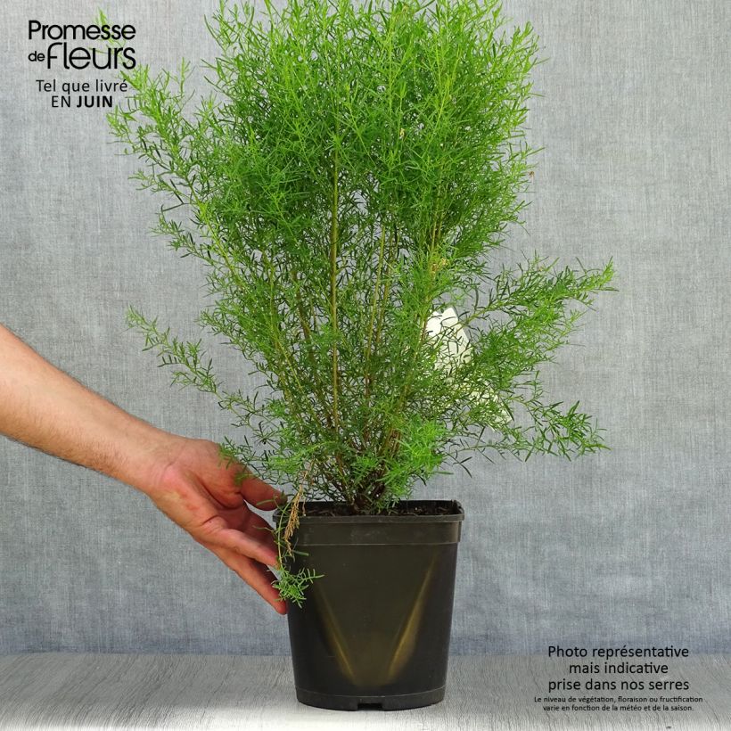 Esemplare di Boronia heterophylla Ice Charlotte Vaso da 4L/5L consegnato in estate