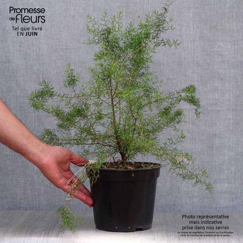Esemplare di Boronia megastigma Tui Vaso da 4L/5L consegnato in estate