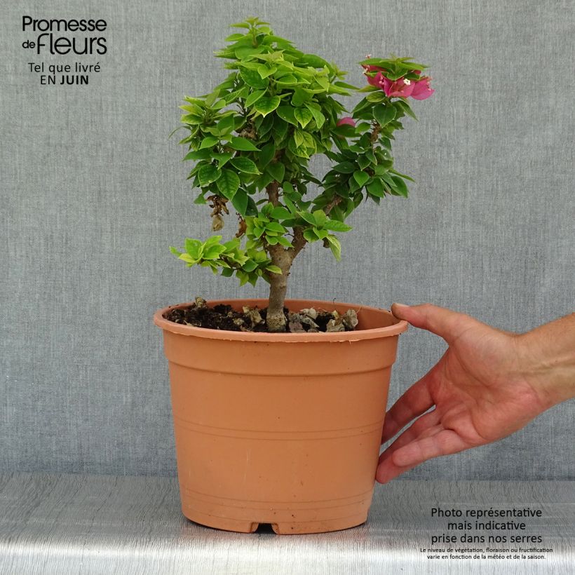 Esemplare di Bougainvillea Mini Thaï Vaso da 3L/4L consegnato in estate