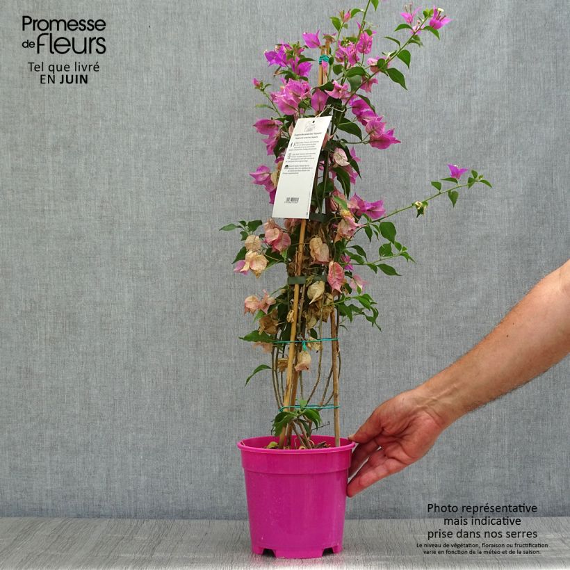 Esemplare di Bougainvillea glabra Sanderiana Vaso da 2L/3L consegnato in estate