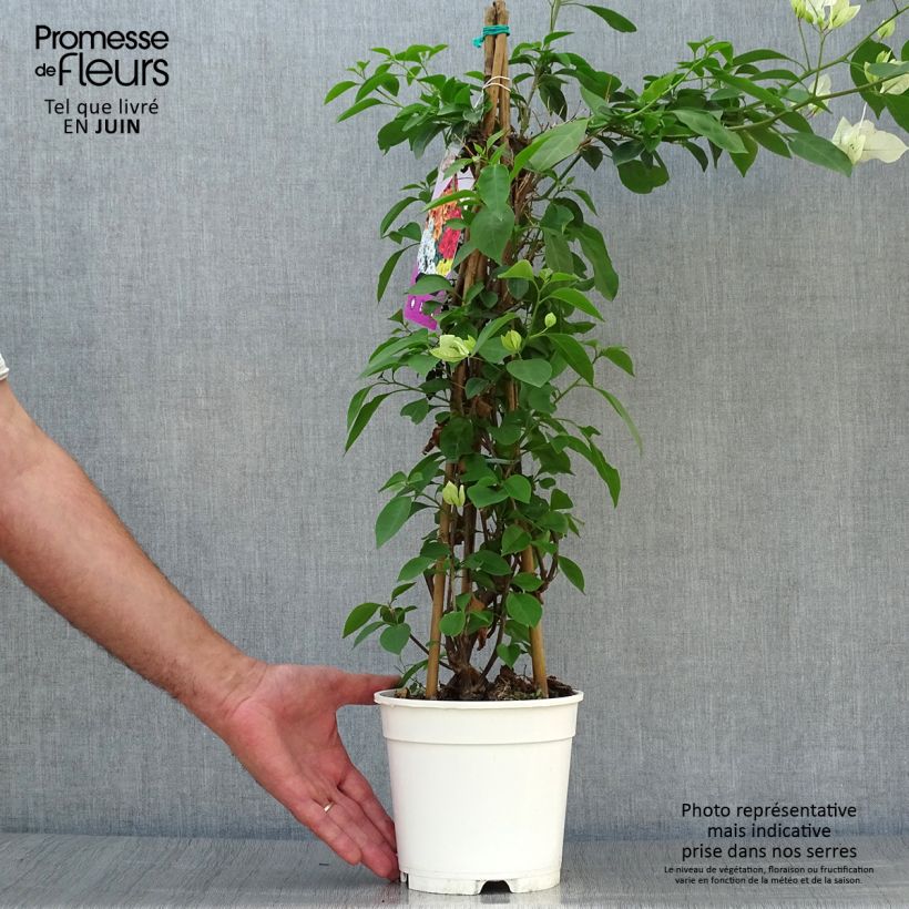 Esemplare di Bougainvillea spectabilis Bianco-rosa Vaso da 2L/3L consegnato in estate