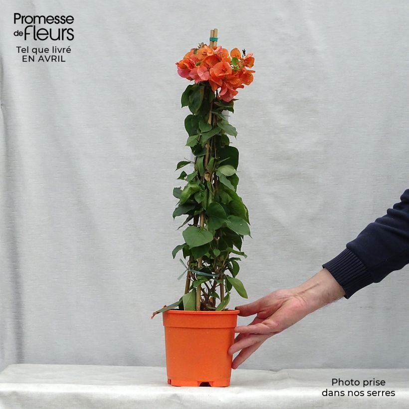 Bougainvillea spectabilis Arancione Vaso da 2L/3L esemplare consegnato in primavera