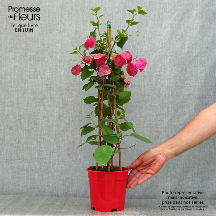 Esemplare di Bougainvillea spectabilis Rosso scuro Vaso da 2L/3L consegnato in estate