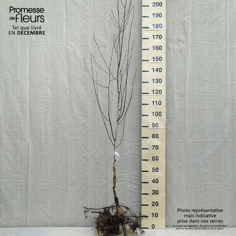 Betula utilis var. jacquemontii Doorenbos - Betulla dell’Himalaya Piante piccole a radice nudaAltezza consegnata circa 200/250cm esemplare consegnato in inverno