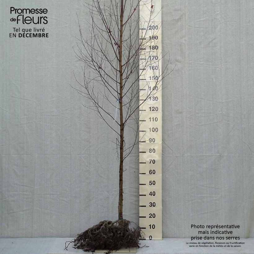 Betula utilis var. jacquemontii Doorenbos - Betulla dell’Himalaya Piante grandi a radice nudaAltezza consegnata circa 200/250cm esemplare consegnato in inverno