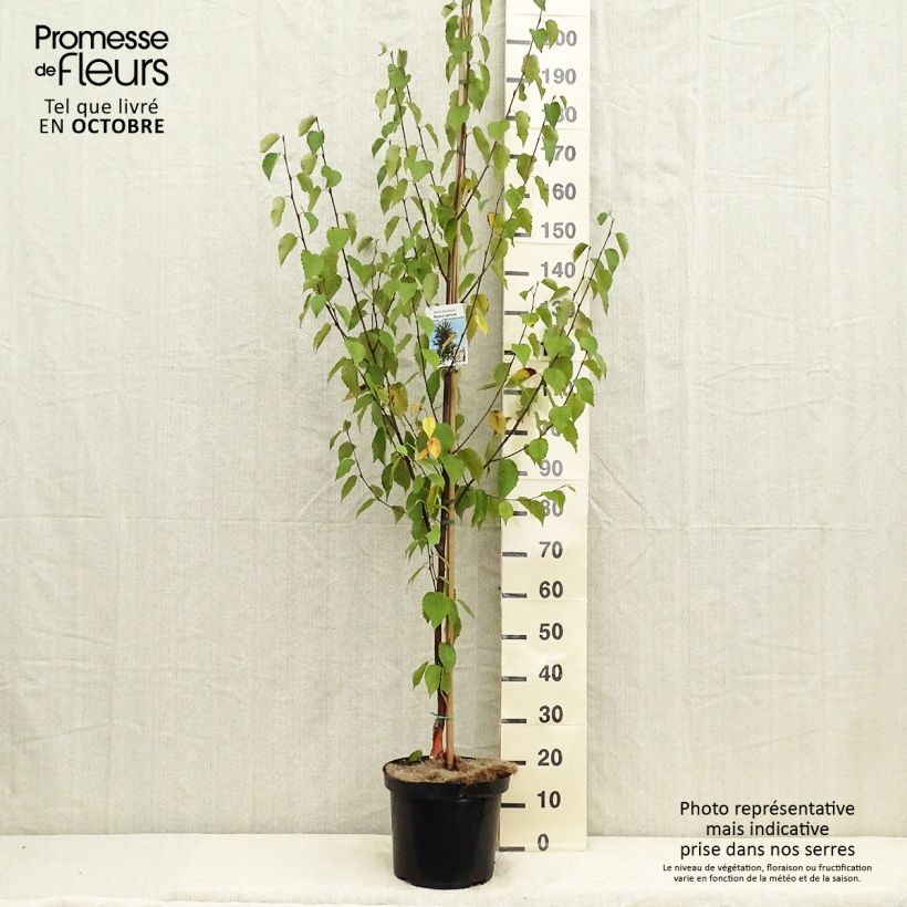 Esemplare di Betula albosinensis Fascination - Betulla cinese Vaso da 7,5L/10L come consegnato in autunno