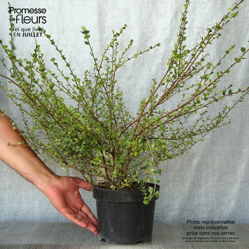Esemplare di Betula nana - Betulla nana Vaso da 2L/3L consegnato in estate