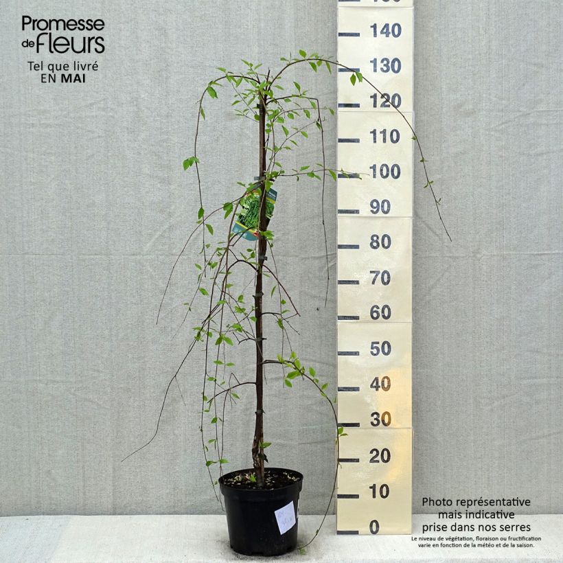 Betula nigra Summer Cascade - Betulla nera Vaso da 4L/5L esemplare consegnato in primavera