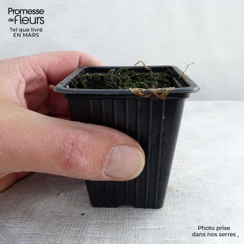 Borago officinalis Bio - Borragine comune Vasetto da 7/8 cm esemplare consegnato in primavera