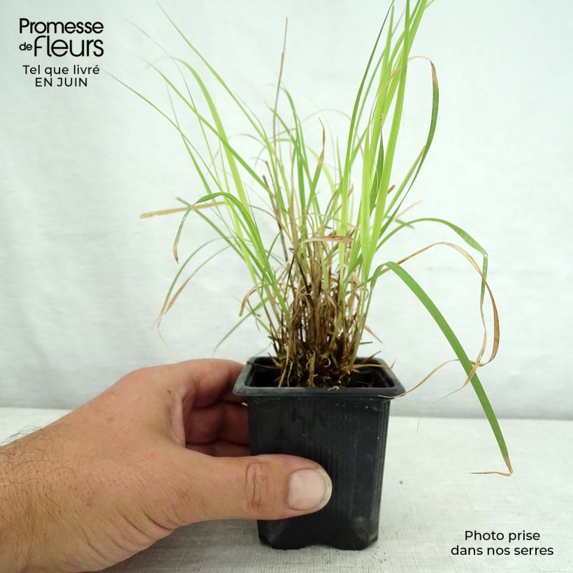 Esemplare di Bouteloua curtipendula Vasetto da 8/9 cm consegnato in estate