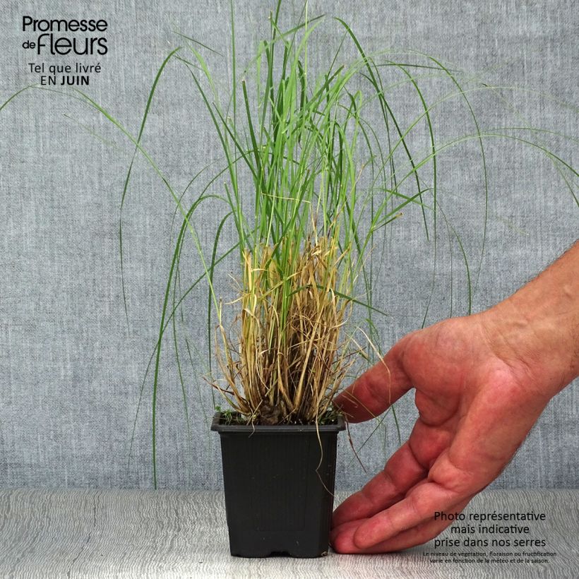 Esemplare di Bouteloua gracilis Vasetto da 8/9 cm consegnato in estate
