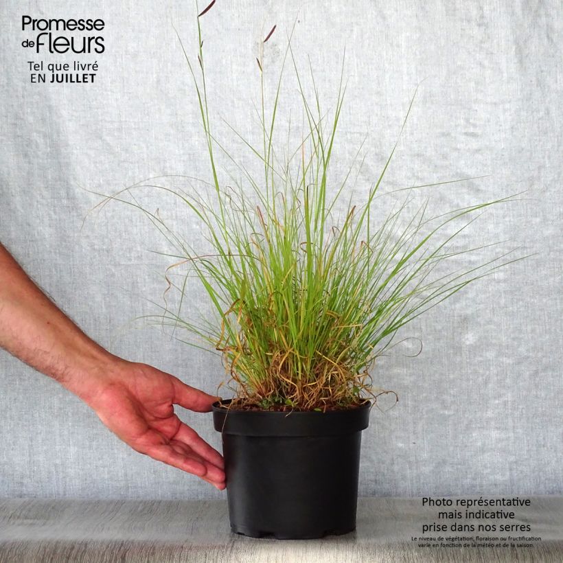 Esemplare di Bouteloua gracilis Vaso da 1,5L/2L consegnato in estate