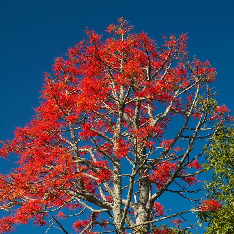 Brachychiton discolor - Albero fiamma rosa (Porto)
