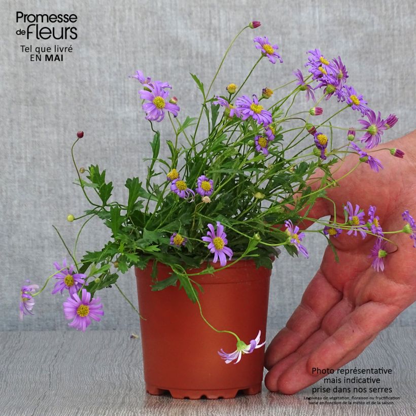Brachyscome angustifolia Brasco Violet - Brascicome Vasetto da 8/9 cm esemplare consegnato in primavera