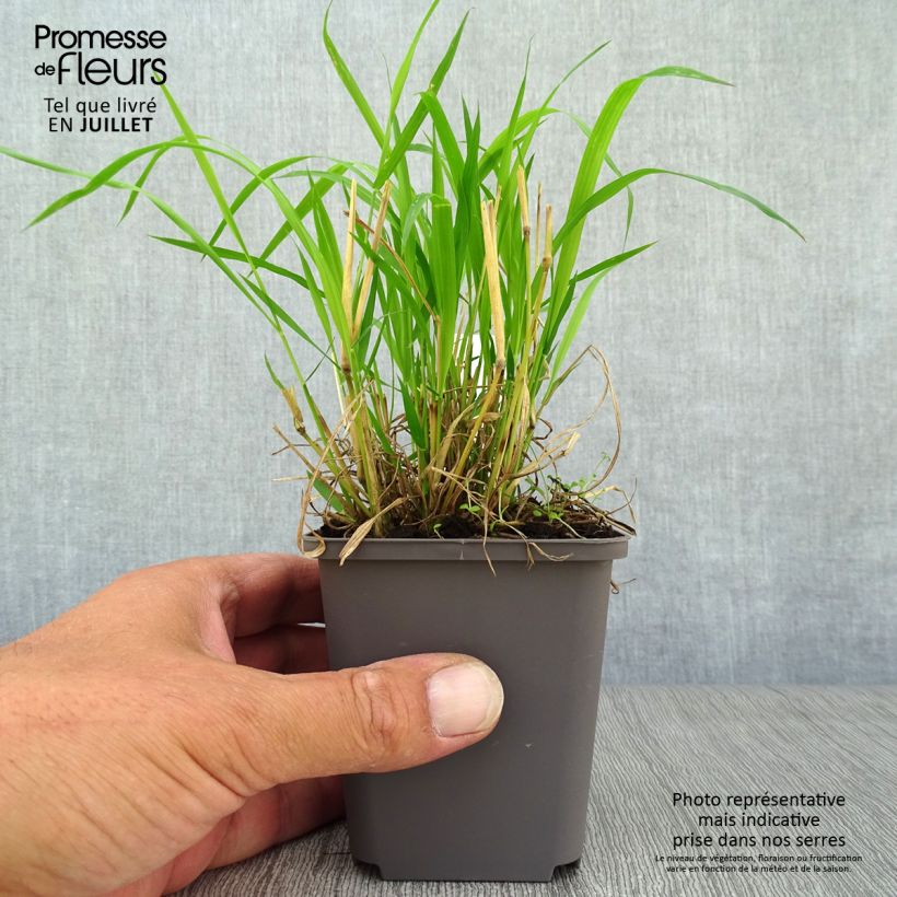 Esemplare di Brachypodium sylvaticum - Paleo silvestre Vasetto da 8/9 cm consegnato in estate