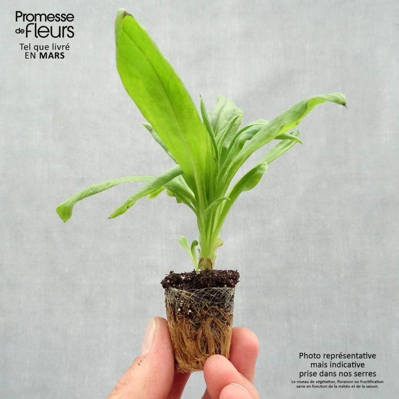 Bracteantha bracteata Granvia Gold - Elicriso mini zolla... esemplare consegnato in primavera