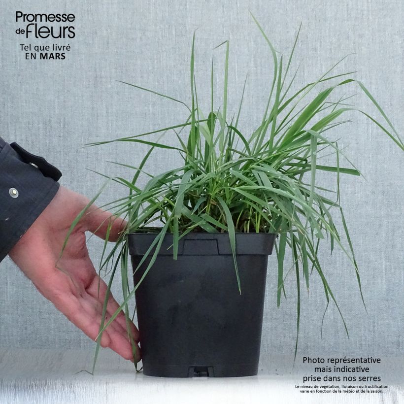 Briza media - Sonaglini comuni Vaso da 2L/3L esemplare consegnato in primavera