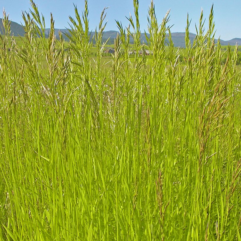 Bromus inermis Skinner's Gold - Forasacco spuntato (Fogliame)