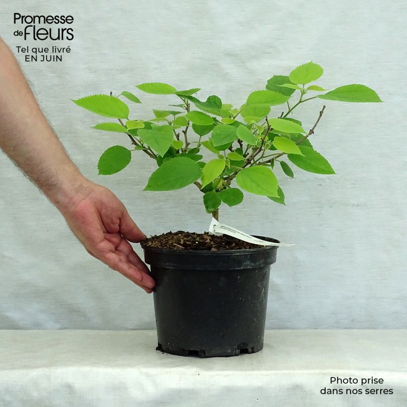 Esemplare di Broussonetia papyrifera Golden Shadow - Gelso da carta Vaso da 4L/5L consegnato in estate