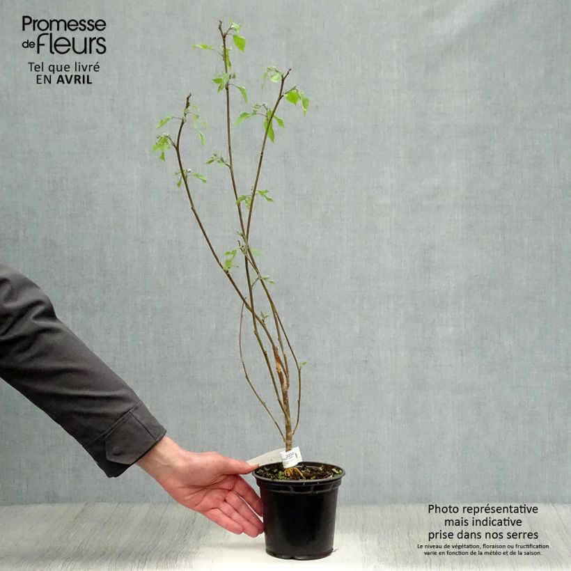 Broussonetia papyrifera - Gelso da carta Vaso da 1L/1,5L esemplare consegnato in primavera