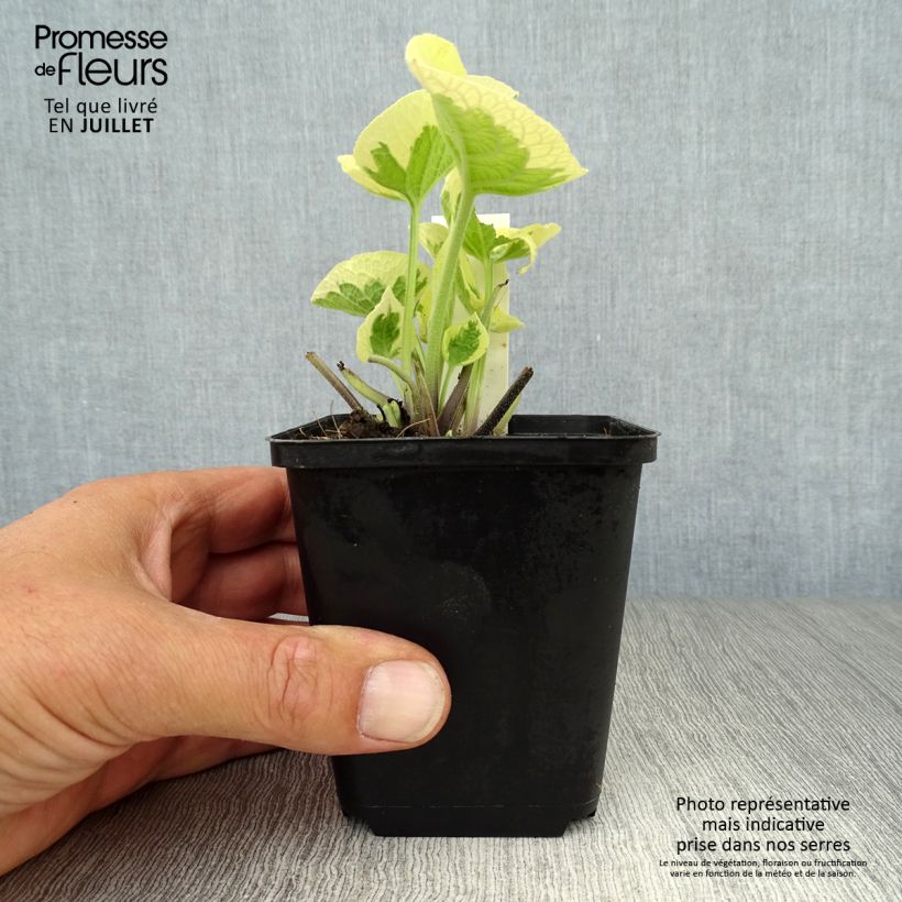 Esemplare di Brunnera macrophylla Variegata Vasetto da 8/9 cm consegnato in estate