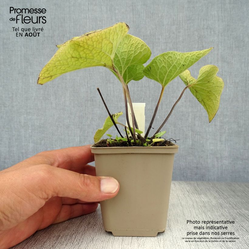 Esemplare di Brunnera macrophylla Alexander's Great Vasetto da 8/9 cm consegnato in estate