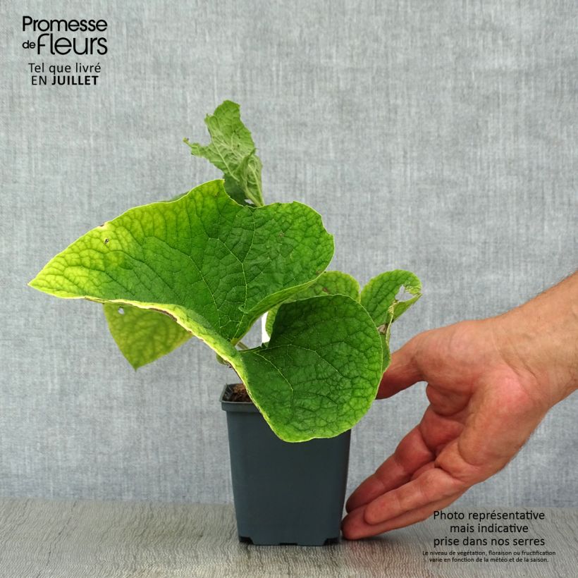 Esemplare di Brunnera macrophylla Betty Bowring Vasetto da 8/9 cm consegnato in estate
