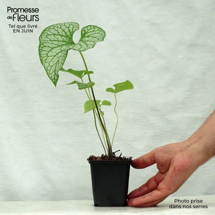 Esemplare di Brunnera macrophylla Emerald Mist Vasetto da 8/9 cm consegnato in estate