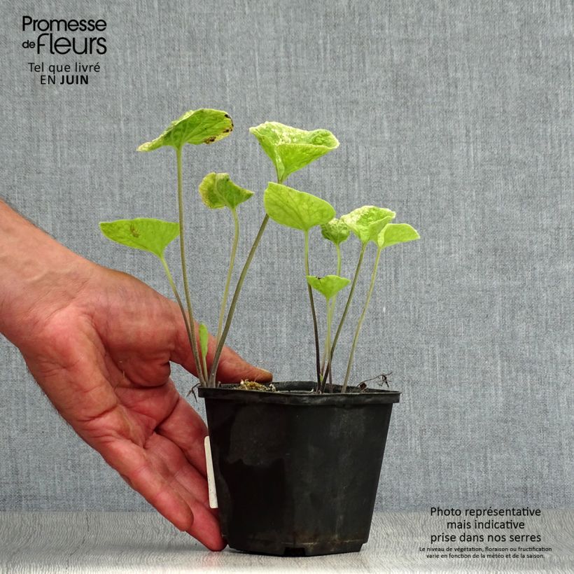 Esemplare di Brunnera macrophylla Hadspen Cream Vasetto da 8/9 cm consegnato in estate