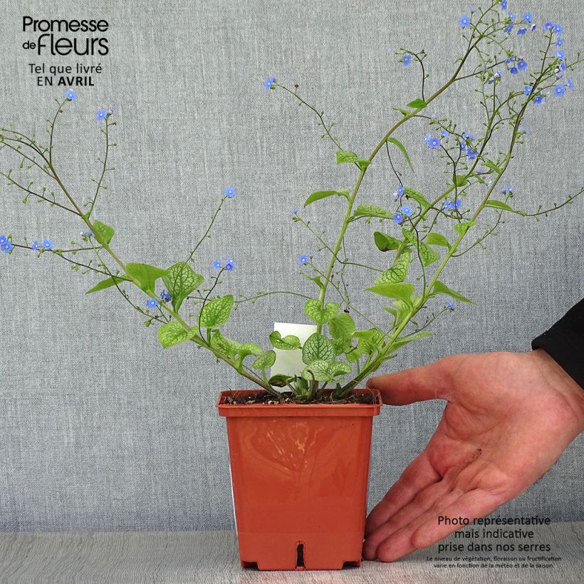 Brunnera macrophylla Jack of Diamonds - Myosotis du Caucase - pot de 1L/1.5L esemplare consegnato in primavera