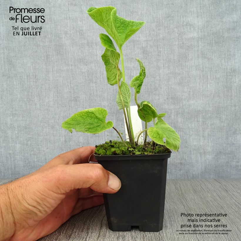 Esemplare di Brunnera macrophylla Langtrees Vasetto da 8/9 cm consegnato in estate