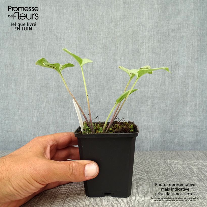 Esemplare di Brunnera macrophylla Looking Glass Vasetto da 8/9 cm consegnato in estate