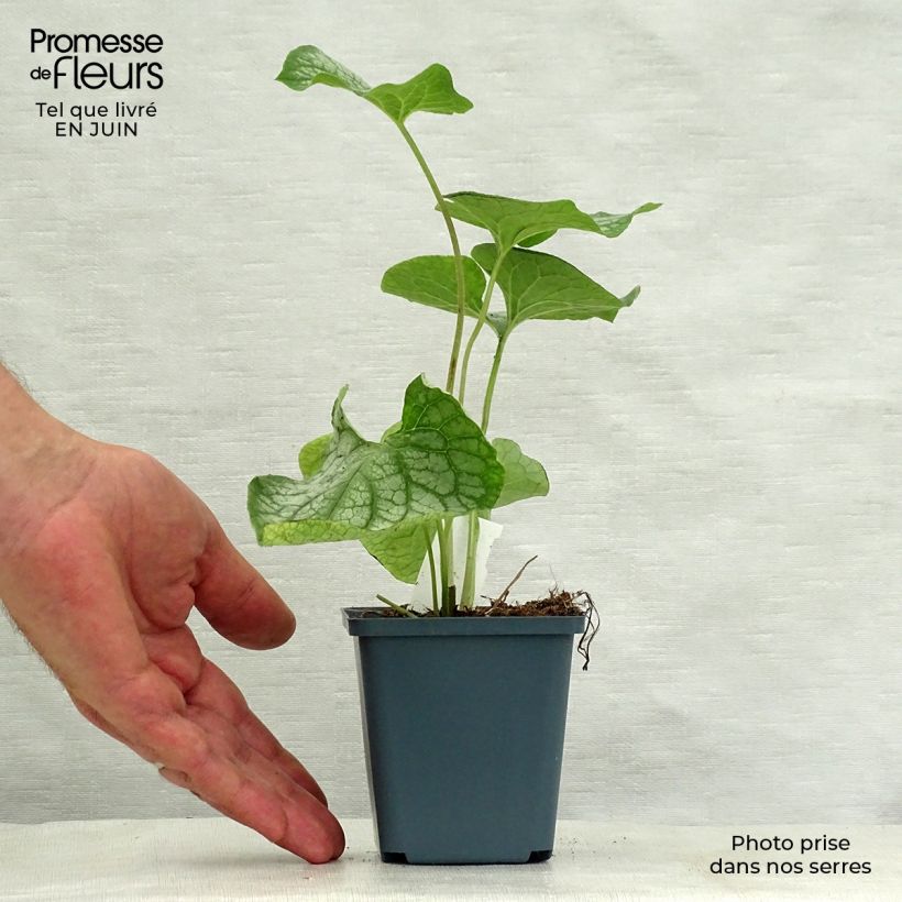 Esemplare di Brunnera macrophylla Mr Morse Vasetto da 8/9 cm consegnato in estate