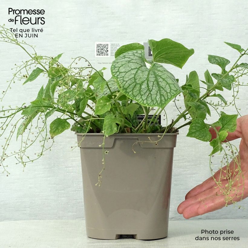 Esemplare di Brunnera macrophylla Mr Morse Vaso da 2L/3L consegnato in estate