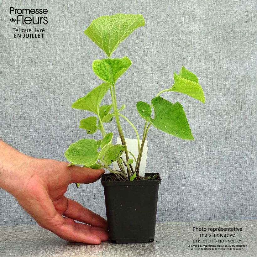 Esemplare di Brunnera macrophylla Vasetto da 8/9 cm consegnato in estate