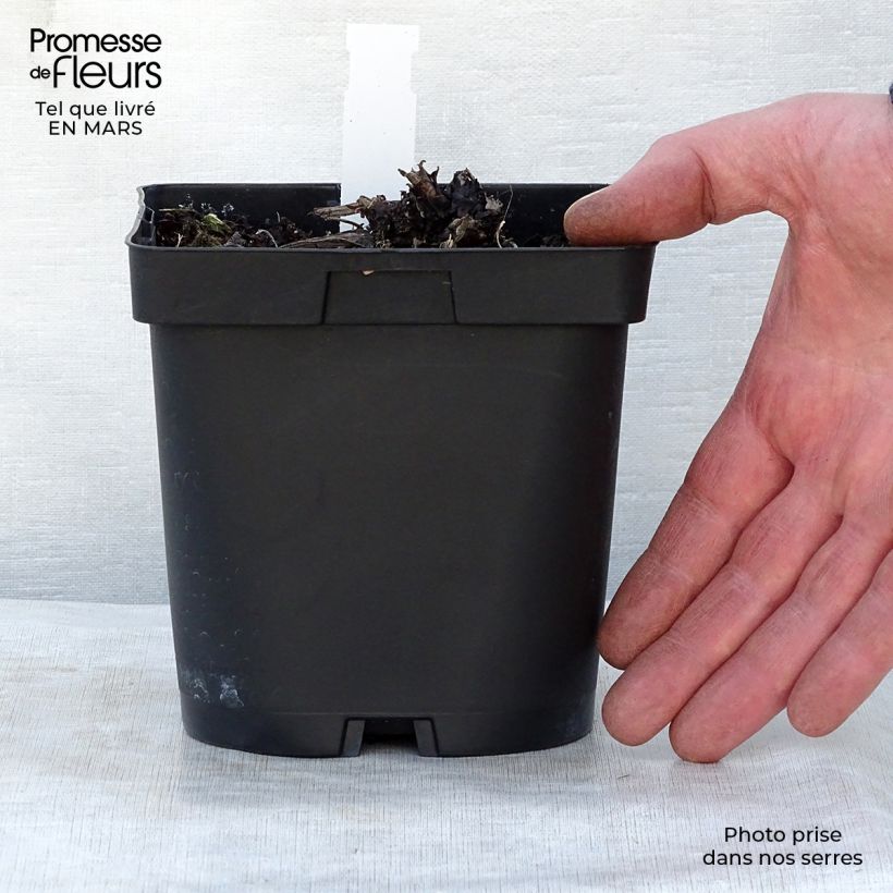 Brunnera macrophylla - Myosotis du Caucase en pot de 2/3L esemplare consegnato in primavera
