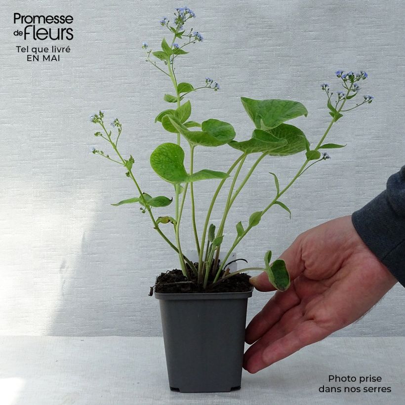 Brunnera macrophylla - Myosotis du Caucase en godet de 9 cm esemplare consegnato in primavera