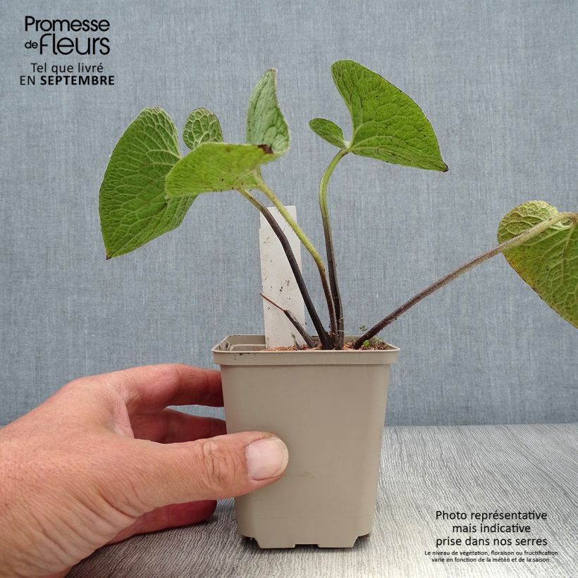 Esemplare di Brunnera macrophylla Queen of Hearts Vasetto da 8/9 cm come consegnato in autunno