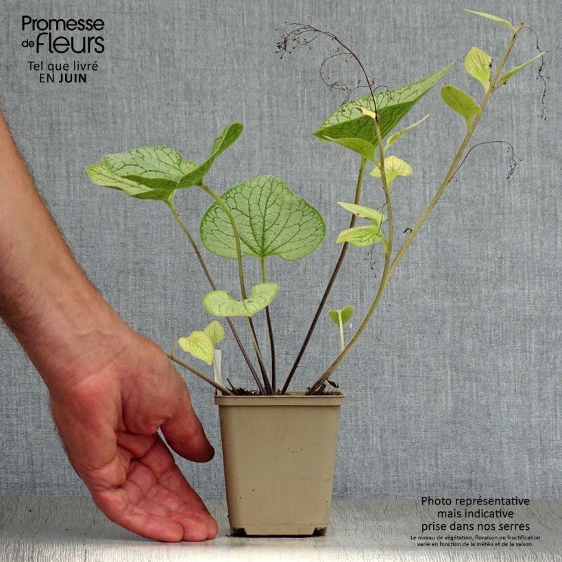 Esemplare di Brunnera macrophylla Silver Heart Vasetto da 8/9 cm consegnato in estate