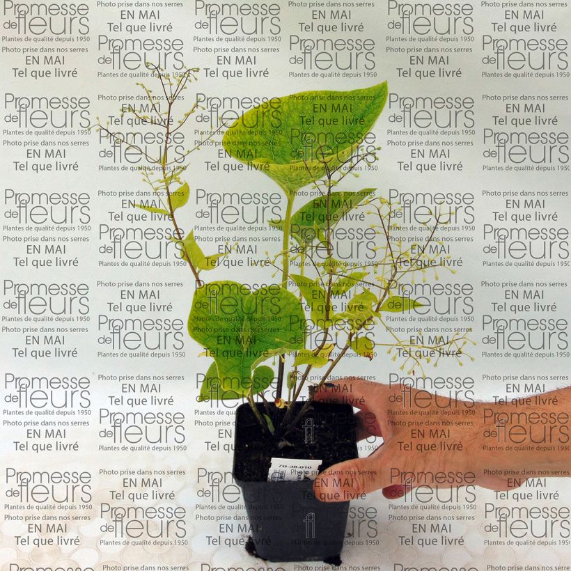 Esempio di esemplare Brunnera macrophylla Starry Eyes Vasetto da 8/9 cm come consegnato