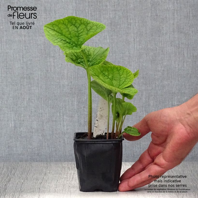 Esemplare di Brunnera sibirica Vasetto da 8/9 cm consegnato in estate