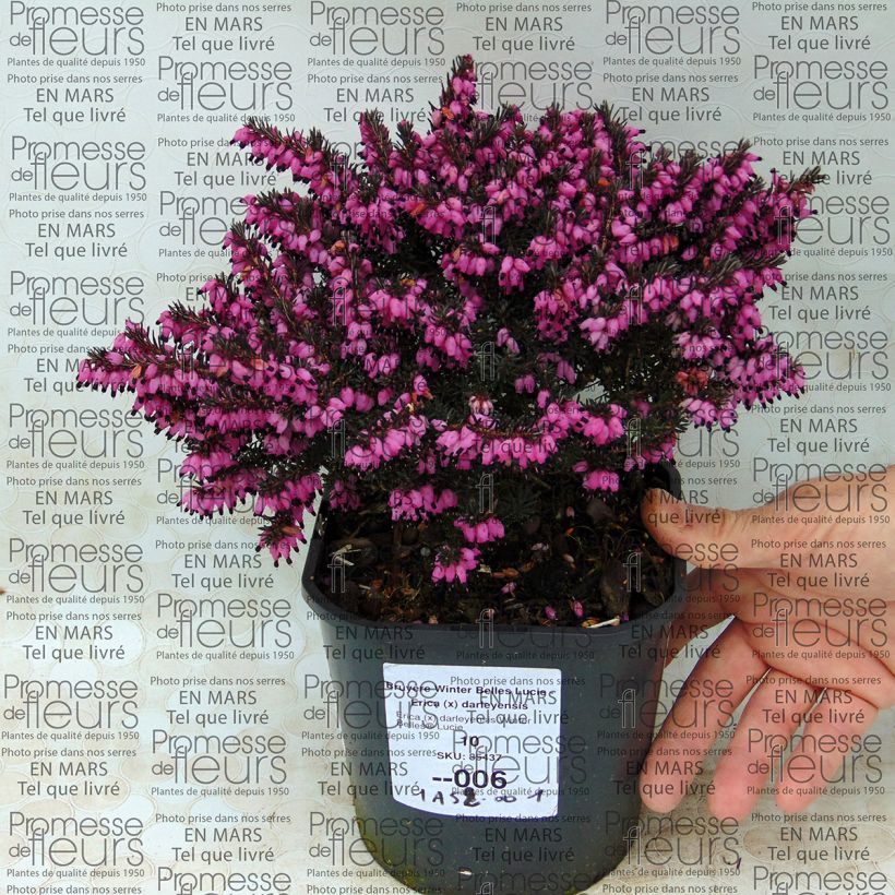 Esempio di esemplare Erica darleyensis Winter Belles Lucie Vaso da 2L/3L come consegnato