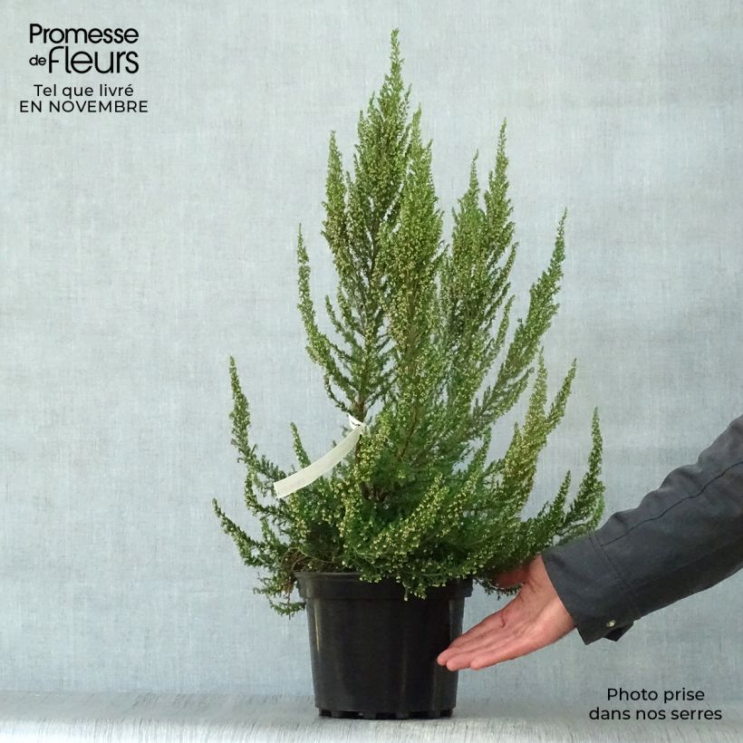 Esemplare di Erica arborea Great Star Le Vasterival Vaso da 4L/5L come consegnato in autunno