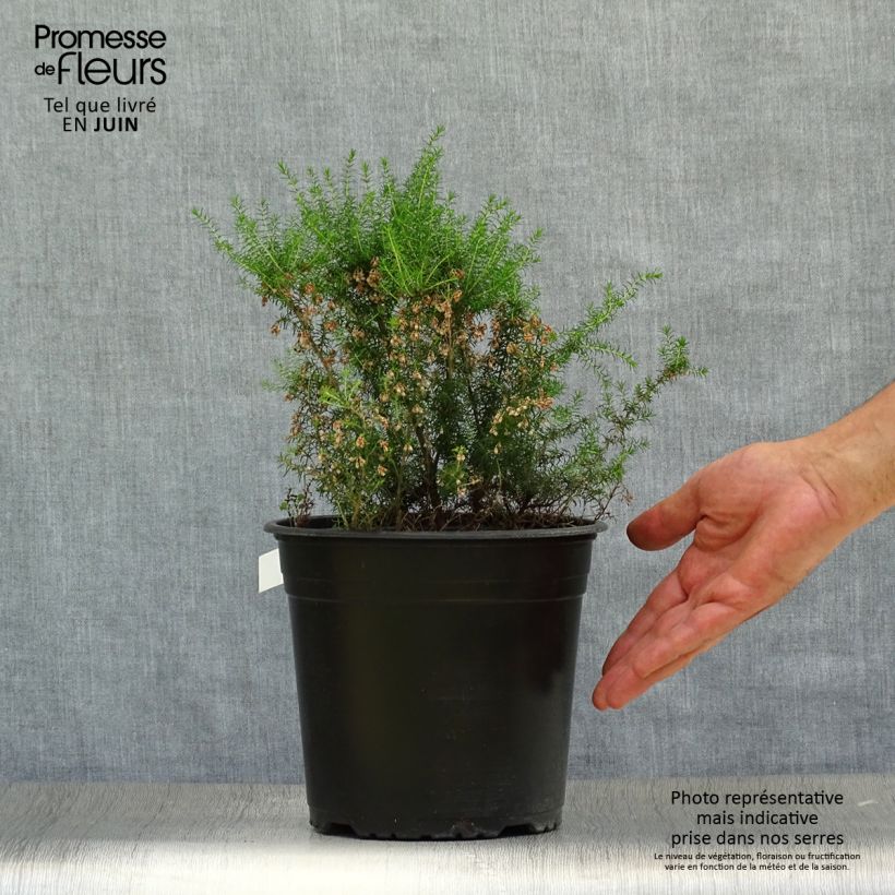 Esemplare di Erica arborea Pink Joy Vaso da 4L/5L consegnato in estate