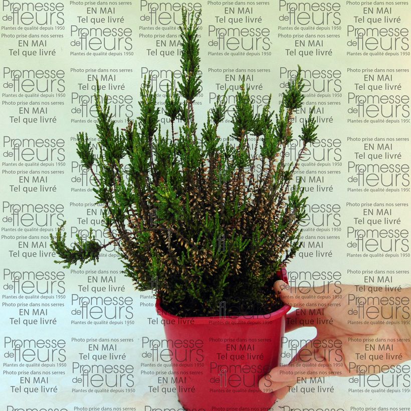 Esempio di esemplare Calluna vulgaris Allegro - Brugo Vaso da 1L/1,5L come consegnato