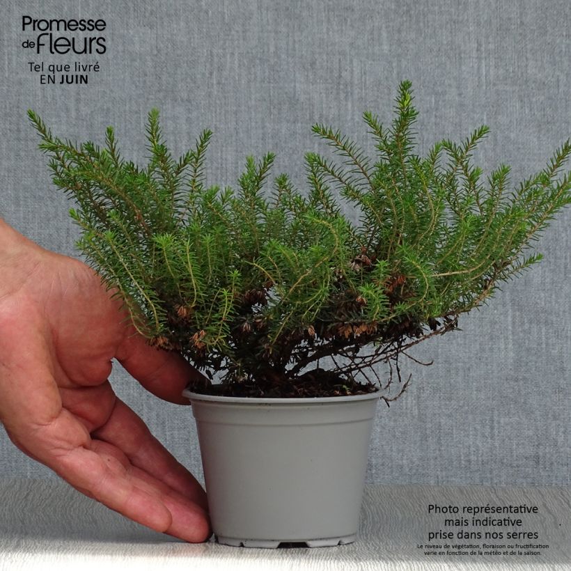 Esemplare di Erica darleyensis Kramer's Rote Vasetto da 8/9 cm consegnato in estate