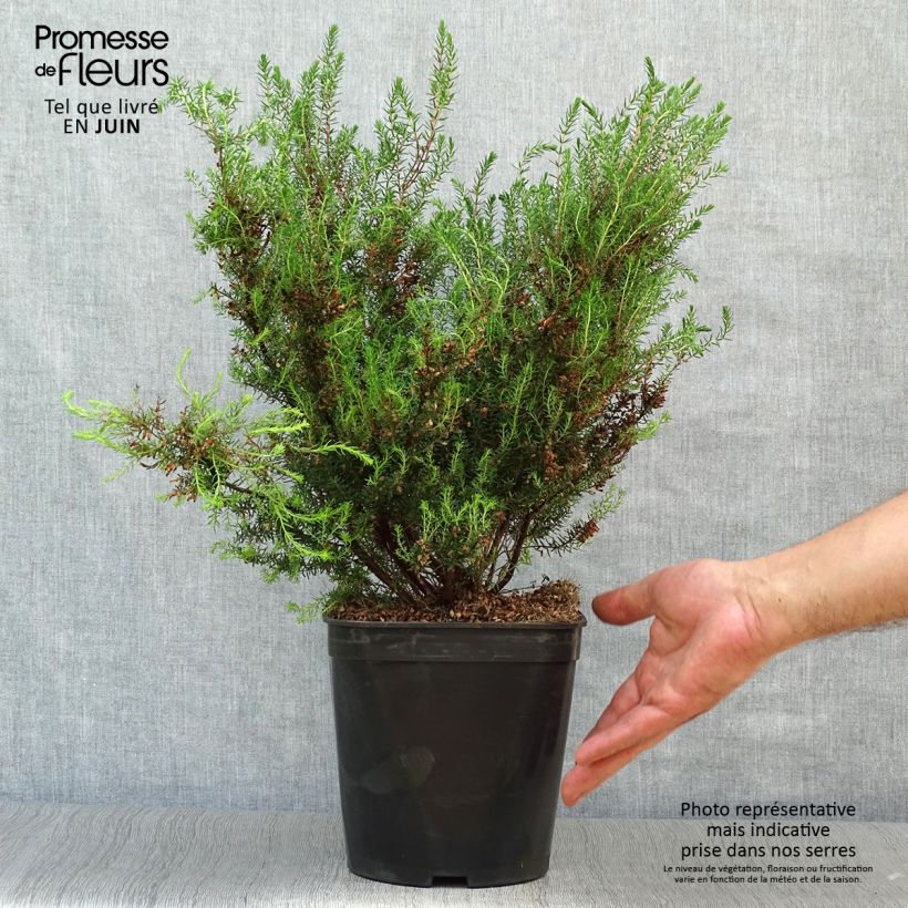 Esemplare di Erica mediterranea Vaso da 3L/4L consegnato in estate