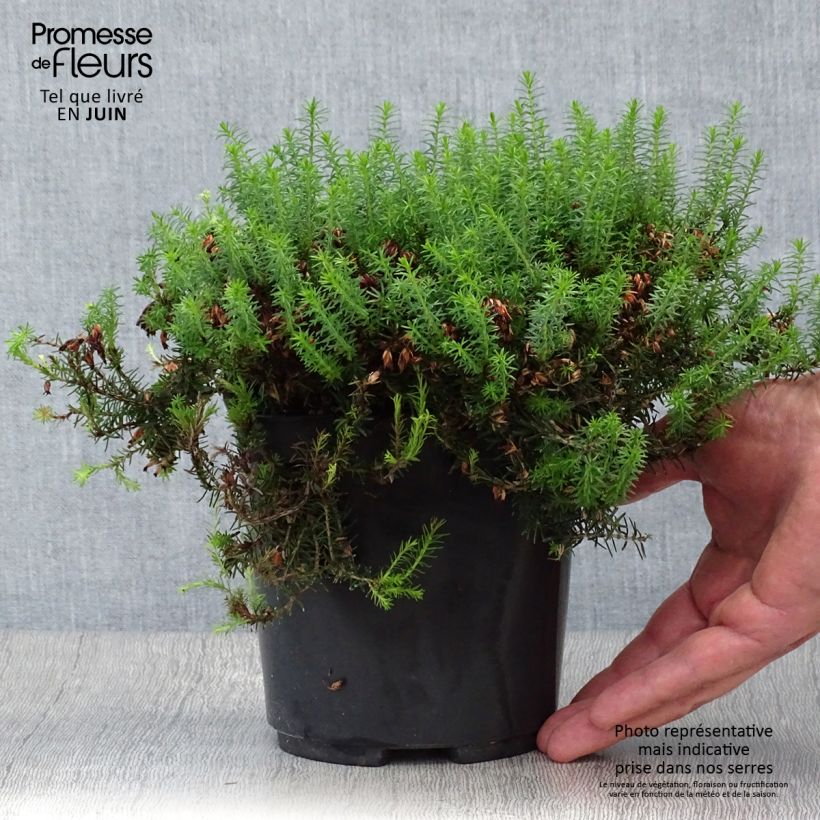 Esemplare di Erica carnea Isabell Vaso da 2L/3L consegnato in estate